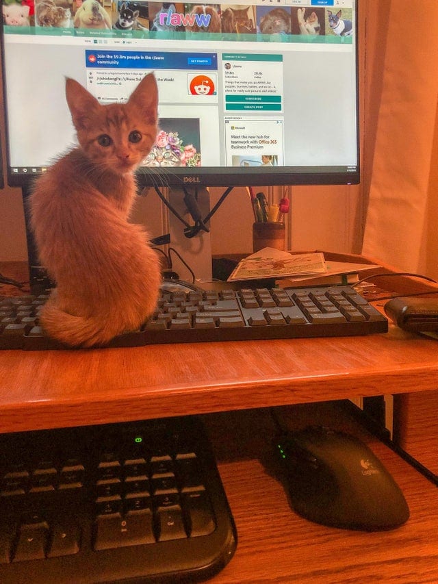 Why Do Cats Like To Sit On Our Things Cat World