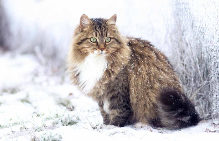 How Did The Longhaired Cat Occur? 3 Tabby and white Siberian cat