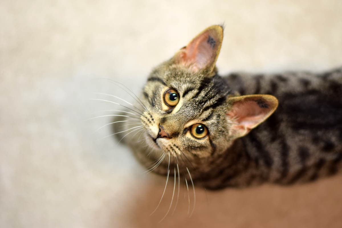 Why Do Some Cats Have A Tattoo in Their Ear?