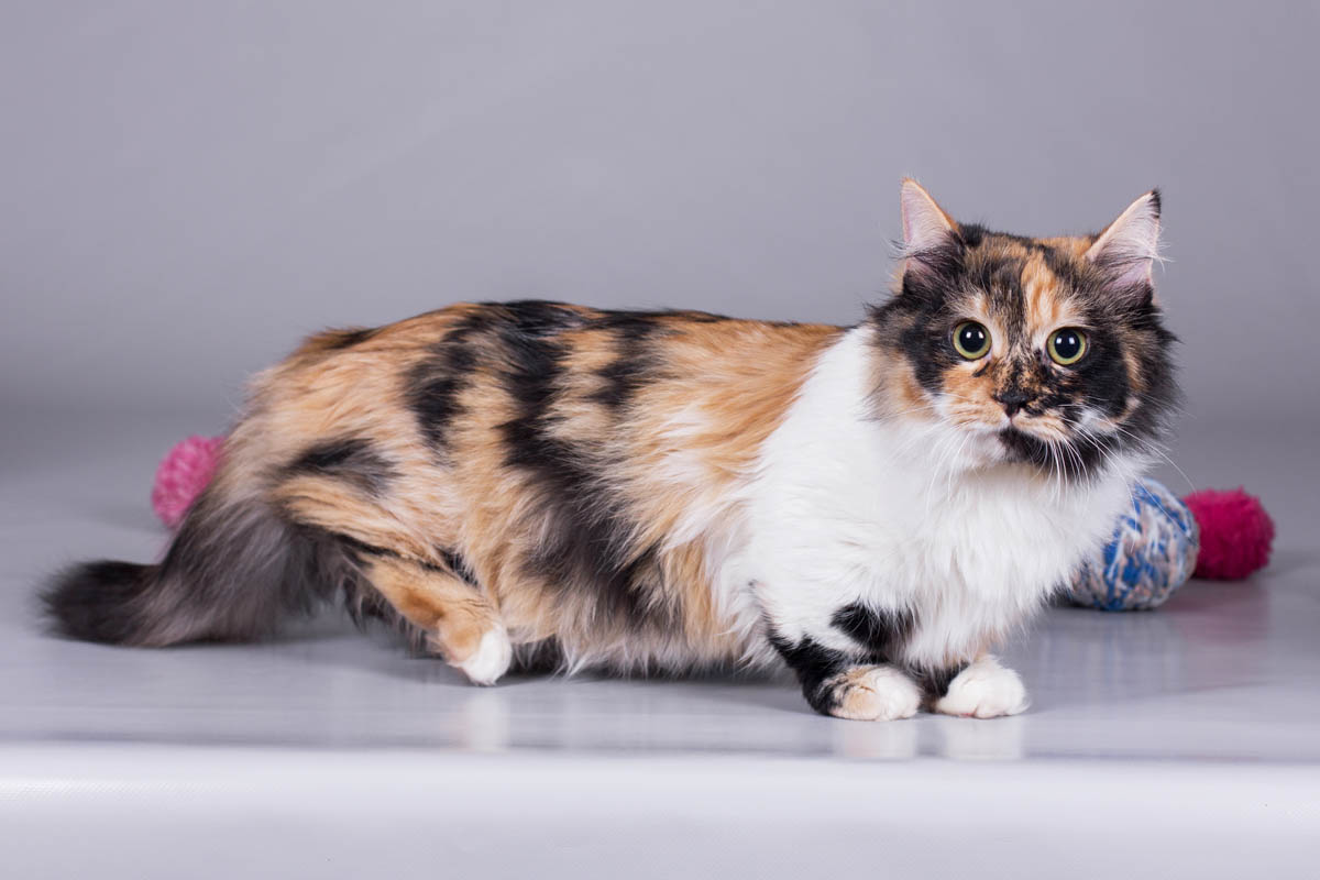 Calico munchkin cat