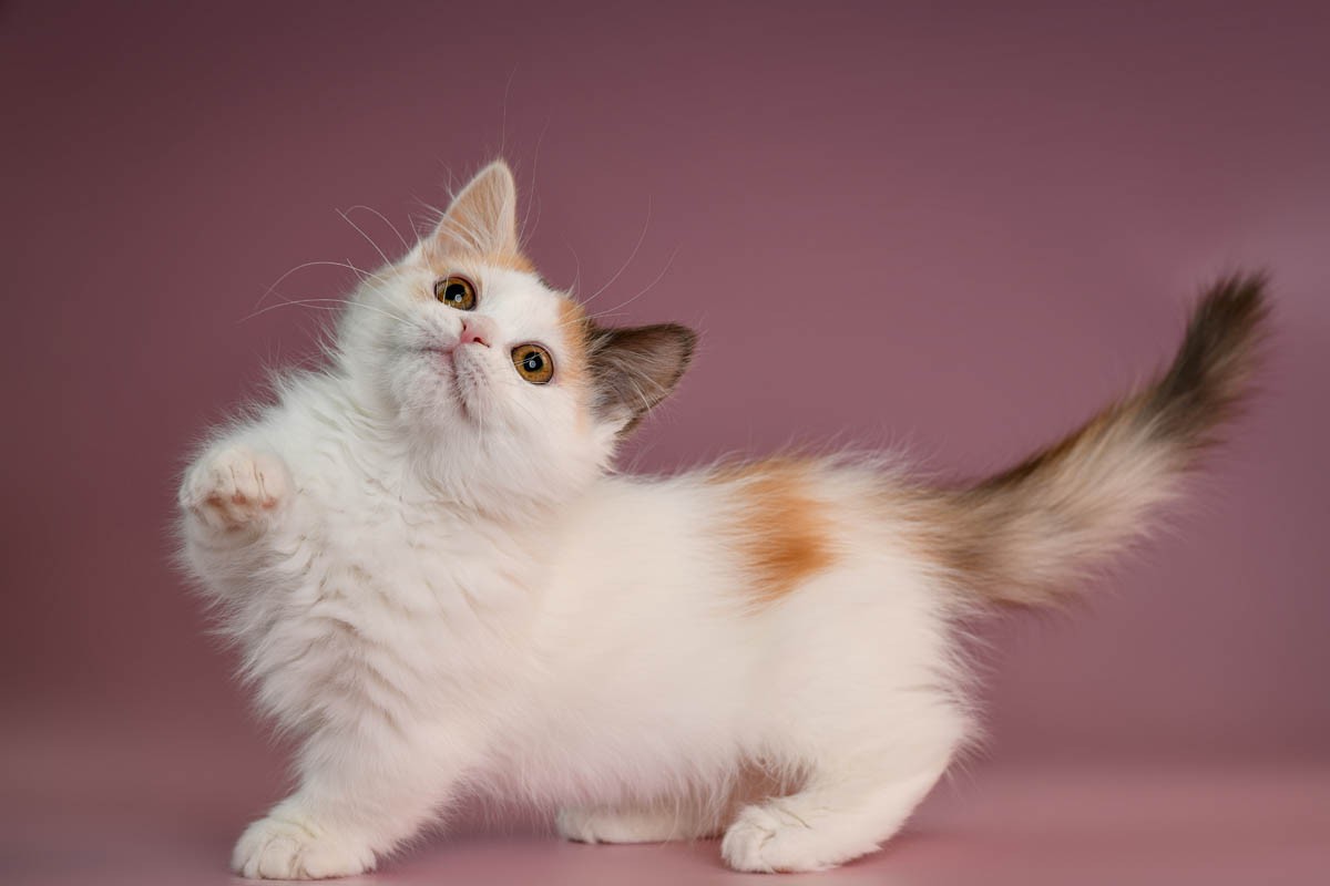 Calico munchkin kitten