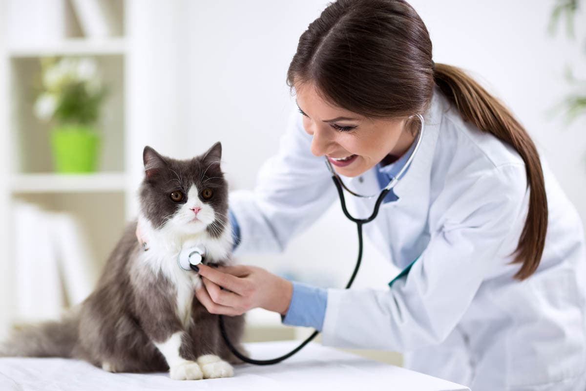 Cat with veterinarian