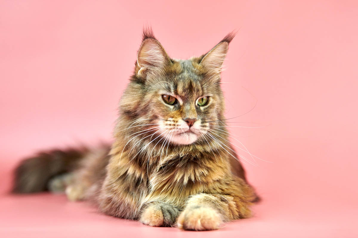 Maine Coon Breed Profile Cat World