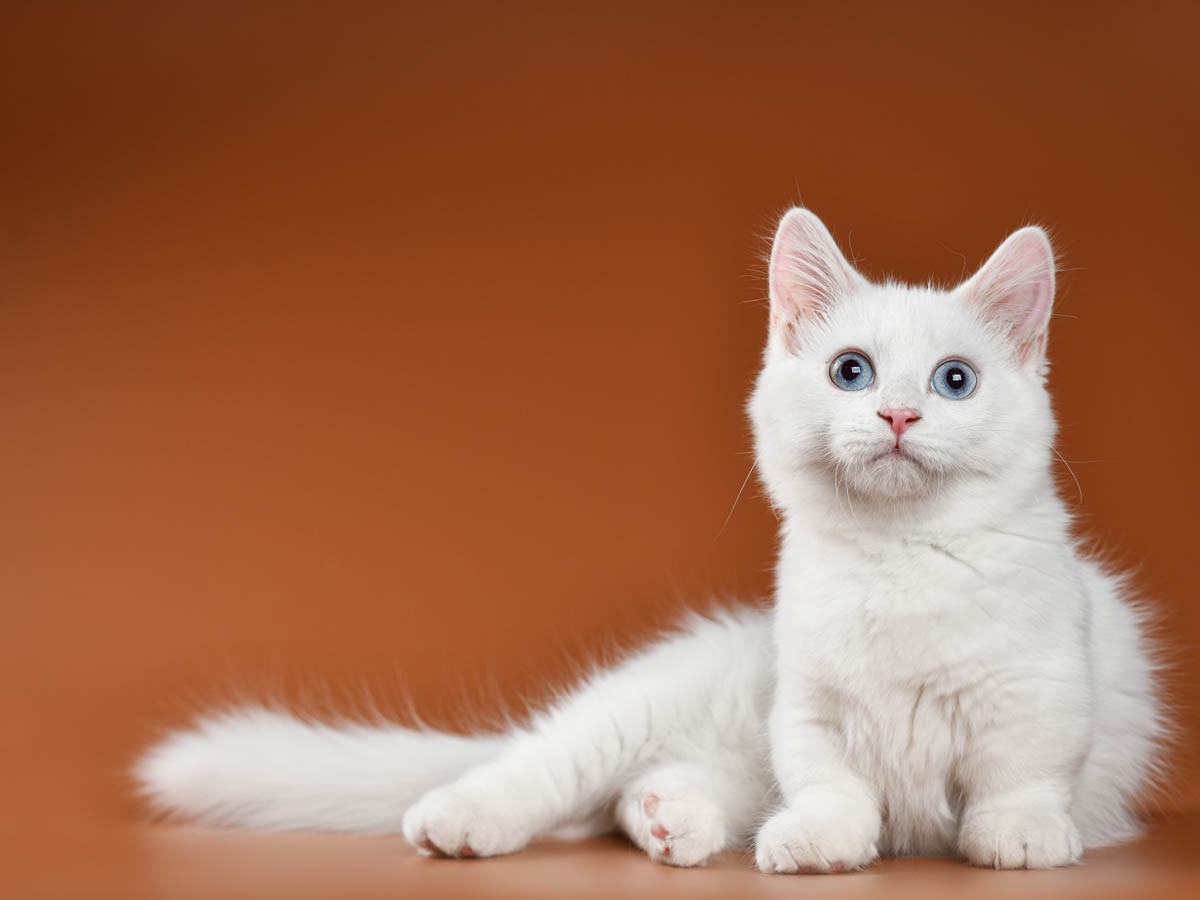 White store dwarf cat