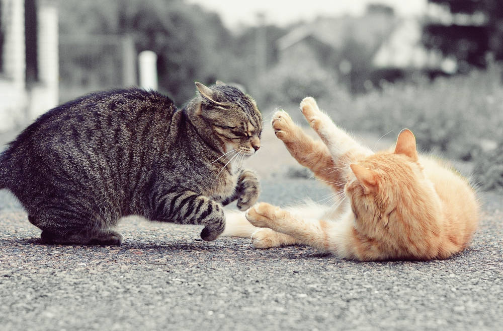 two cats fighting in street