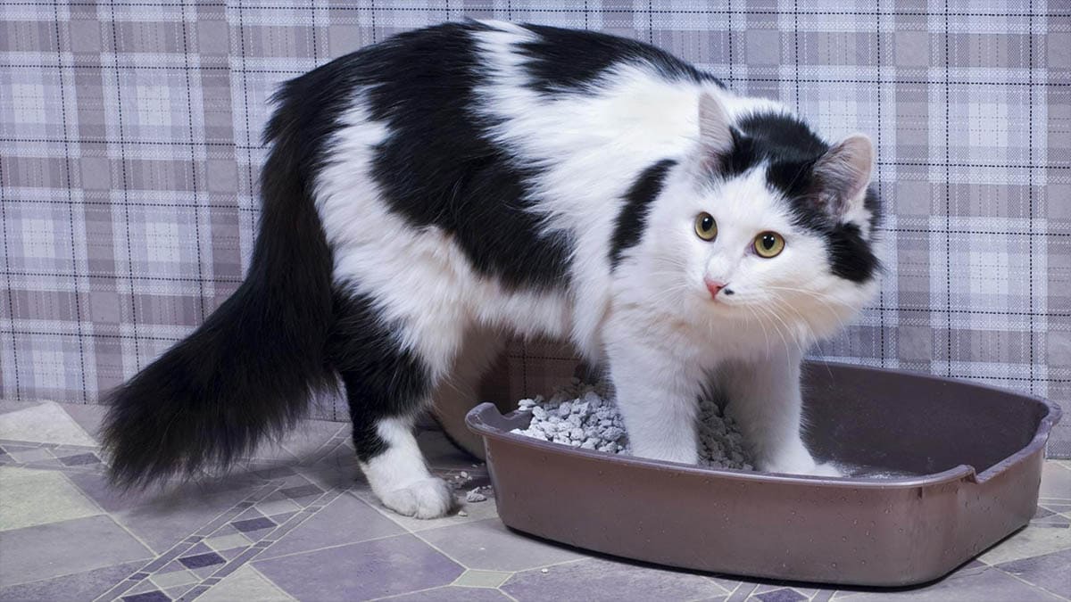 Choose the right size of litter tray