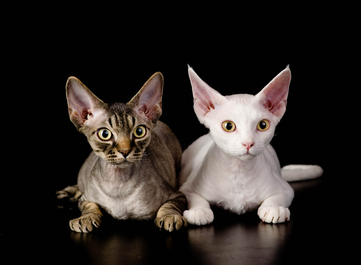 9 Low Shed Cat Breeds