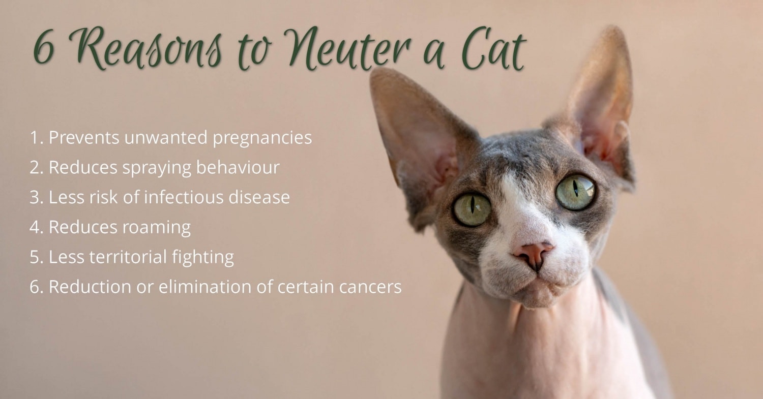 6 Reasons to Neuter a Cat CatWorld