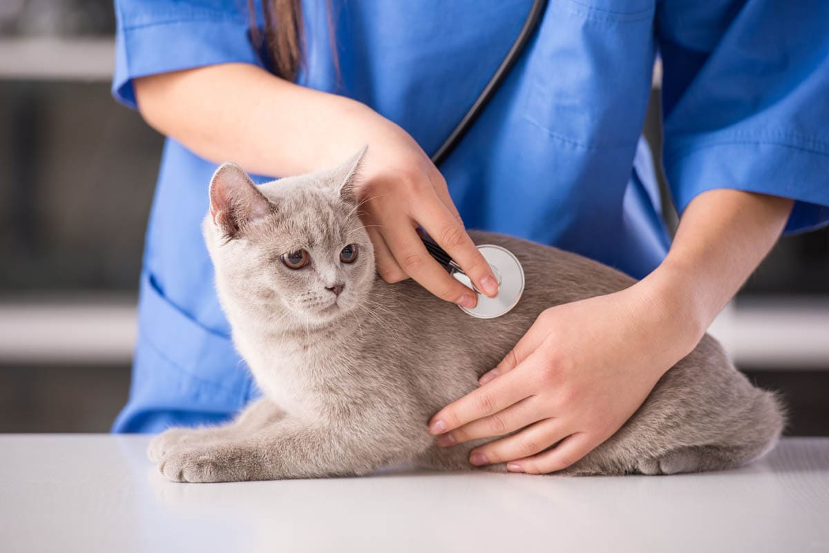 Cat at the veterinarian