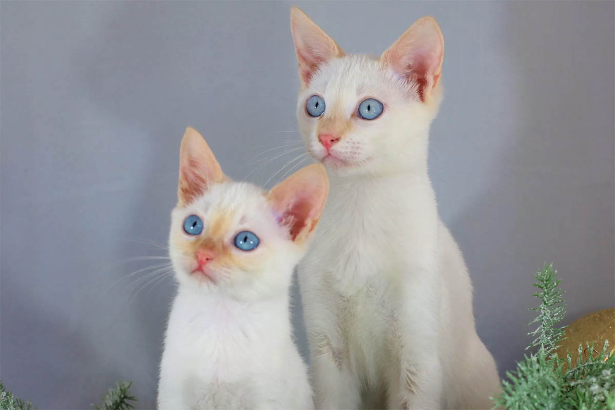 Colourpoint shorthair breed profile