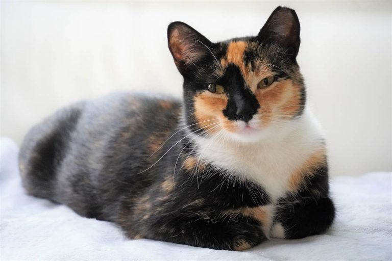 Black Calico Cats, Oh My! CatWorld