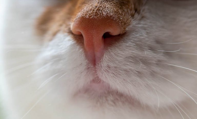 Should Cats Have a Dry or a Wet Nose? CatWorld