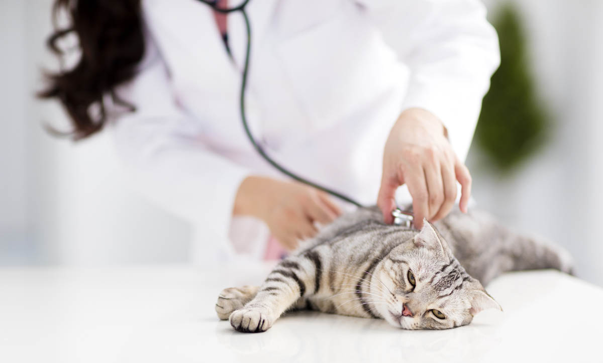 Take The Stress Out Of A Trip To The Veterinarian