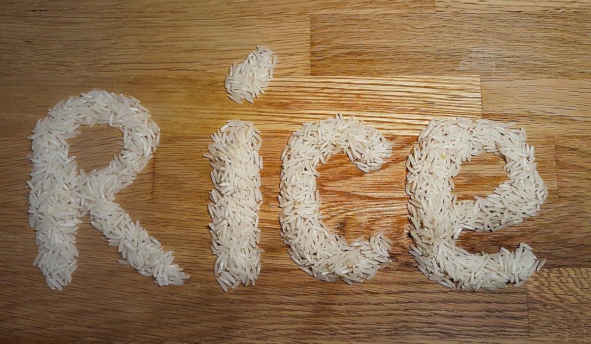 Can cats eat rice?