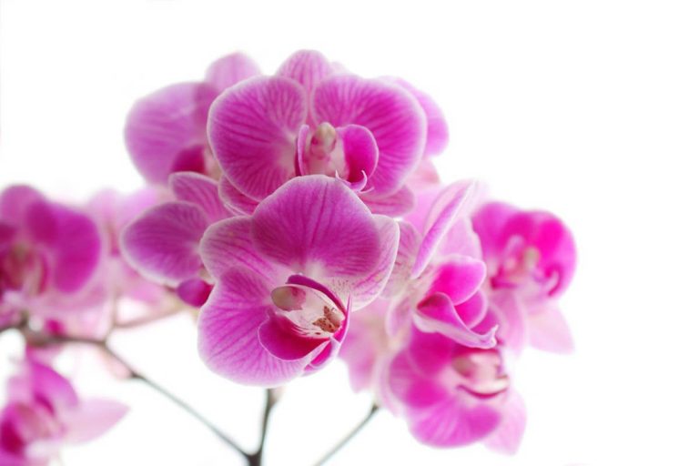 Are Orchids Toxic to Cats? CatWorld