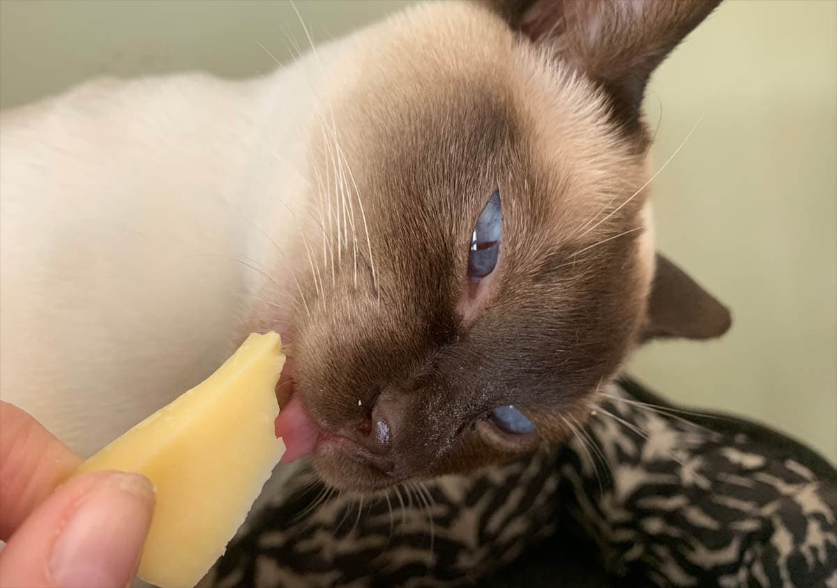 Can cats eat cheese?