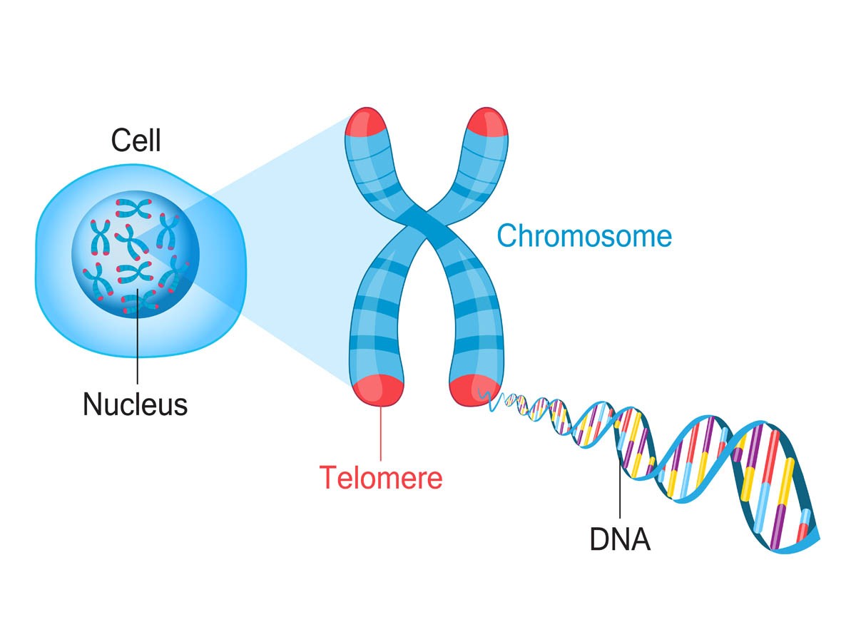 Telomeres