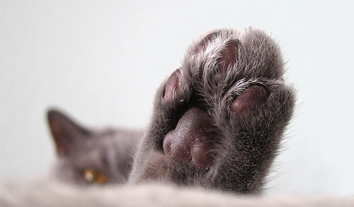 Close up of a cat's paw