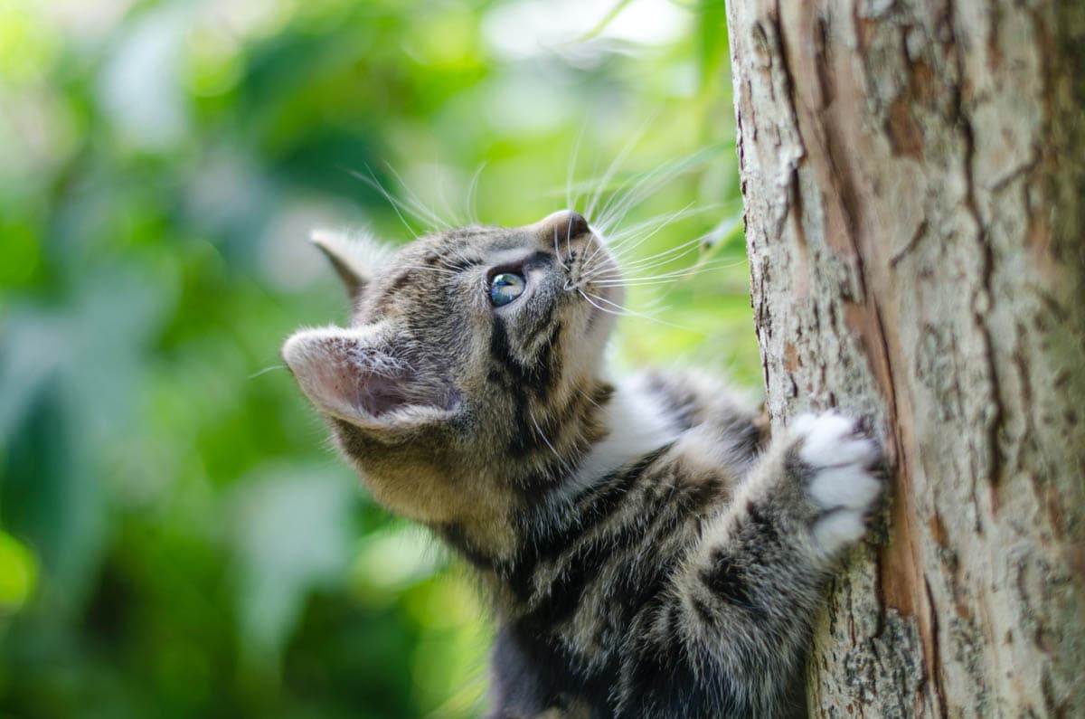 Kitten climbing