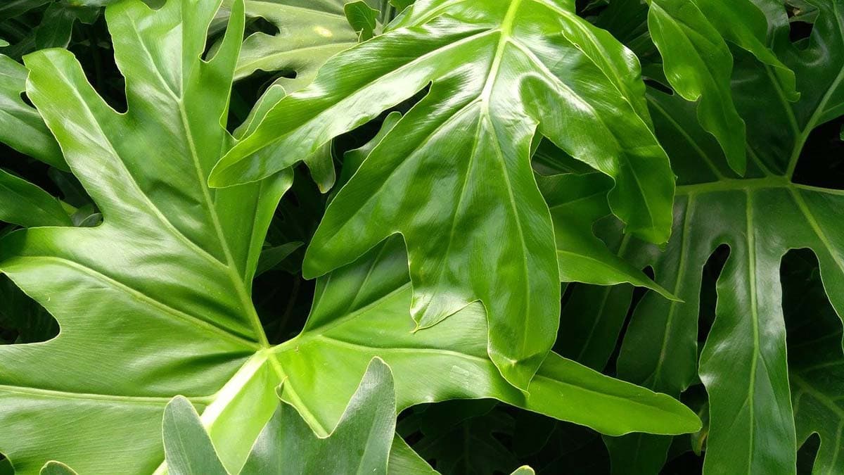 Is philodendron toxic to cats?