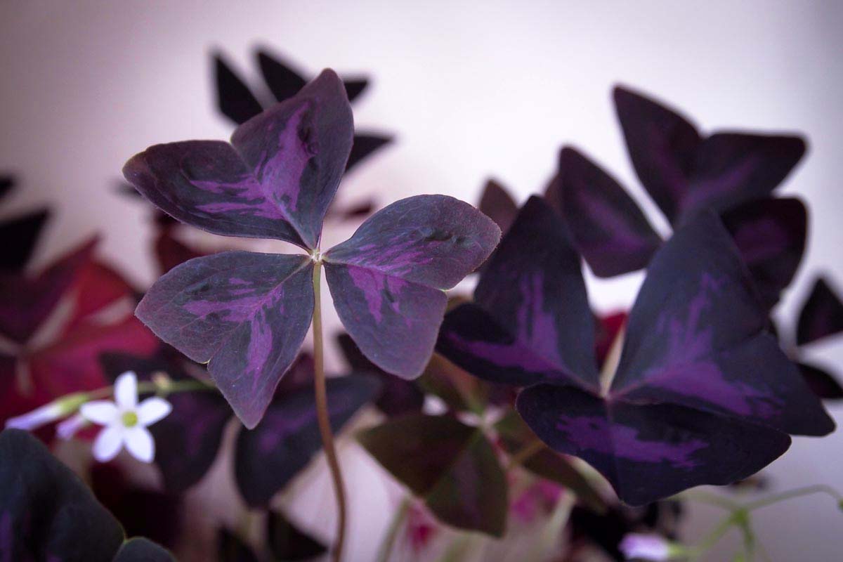 Is oxalis toxic to cats?