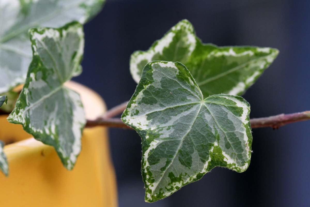 Is ivy toxic to cats?