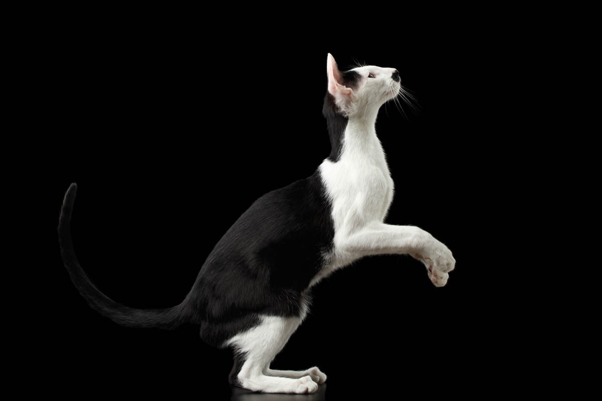 Black and white Oriental cat