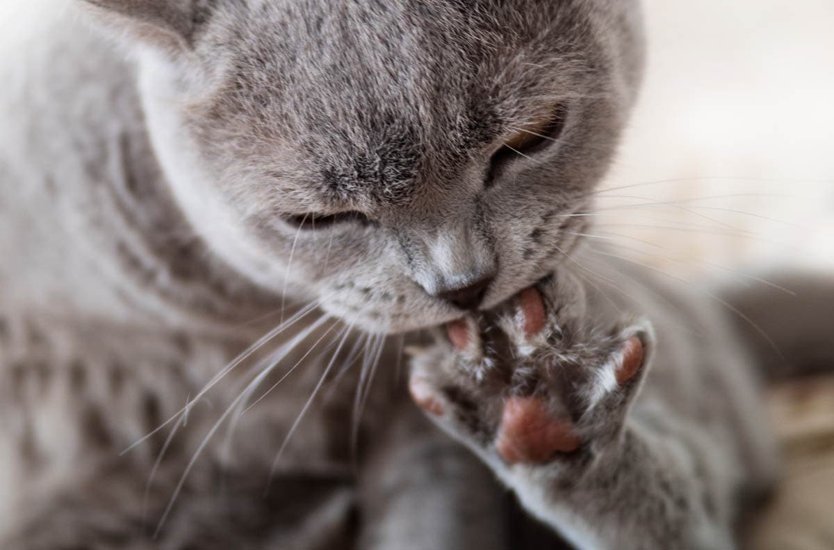 Cat chewing its claws