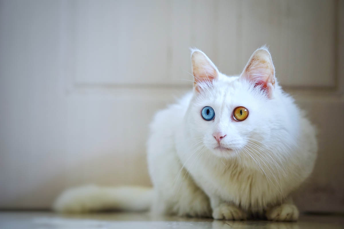 White cat with heterochromia