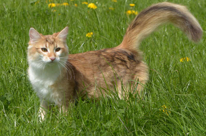 amber norwegian cat
