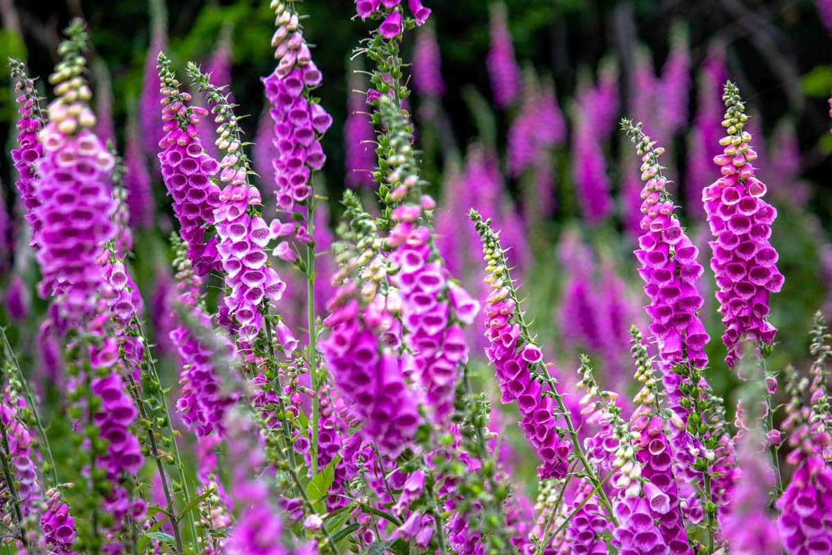 Are foxgloves toxic to cats?