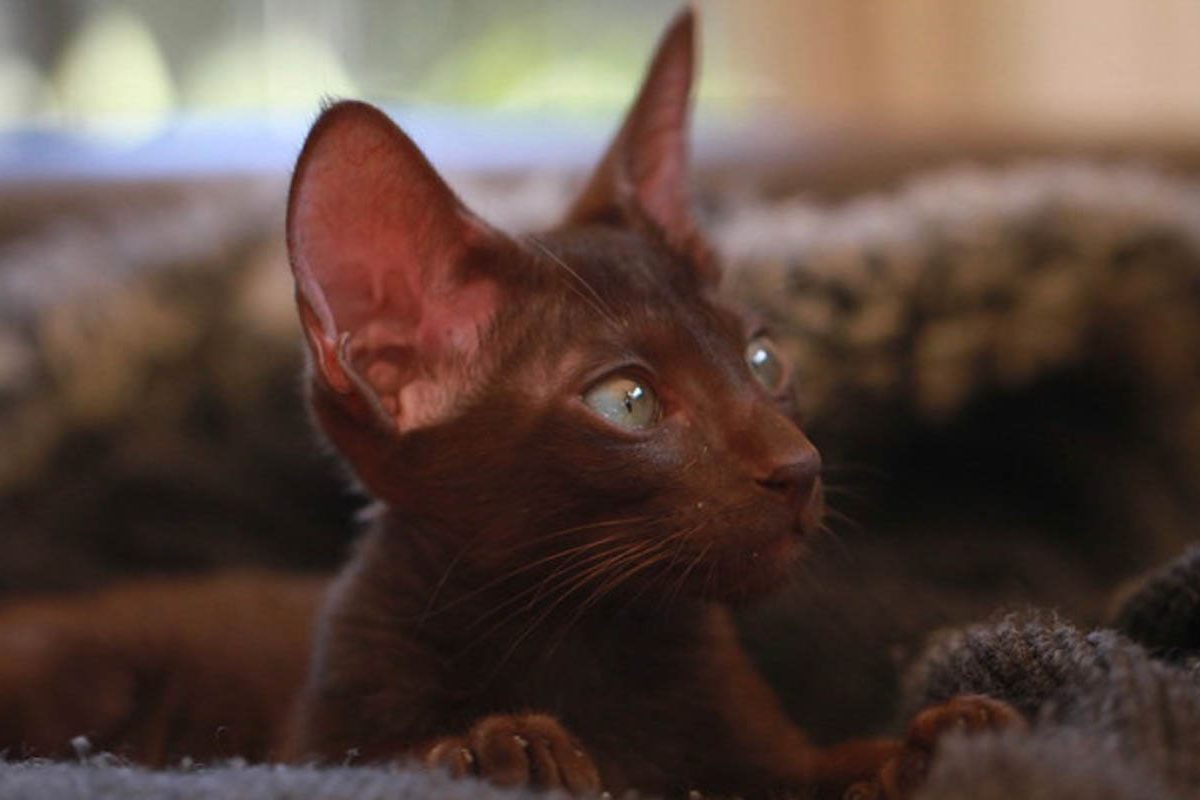 Chocolate oriental cat