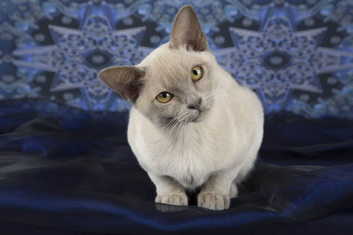 Lilac Burmese cat