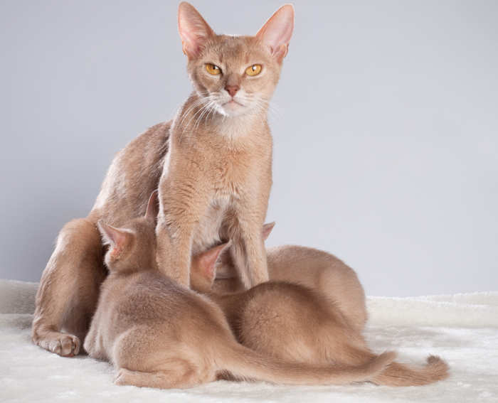 Abyssinian cat mother with fawn color coat feeds her kittens
