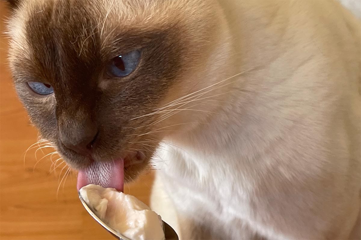 Can cats eat yoghurt?