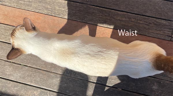 Cat waist