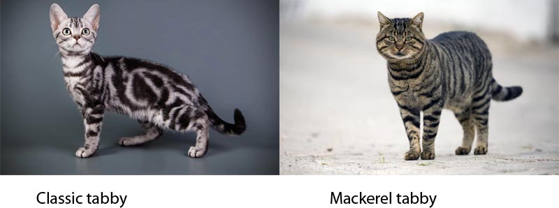Difference between classic and mackerel tabby