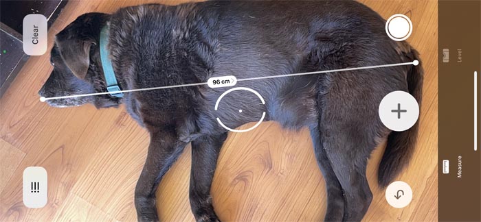 Labrador