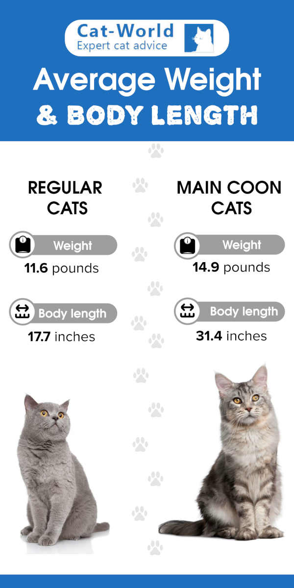 main coon size comparison