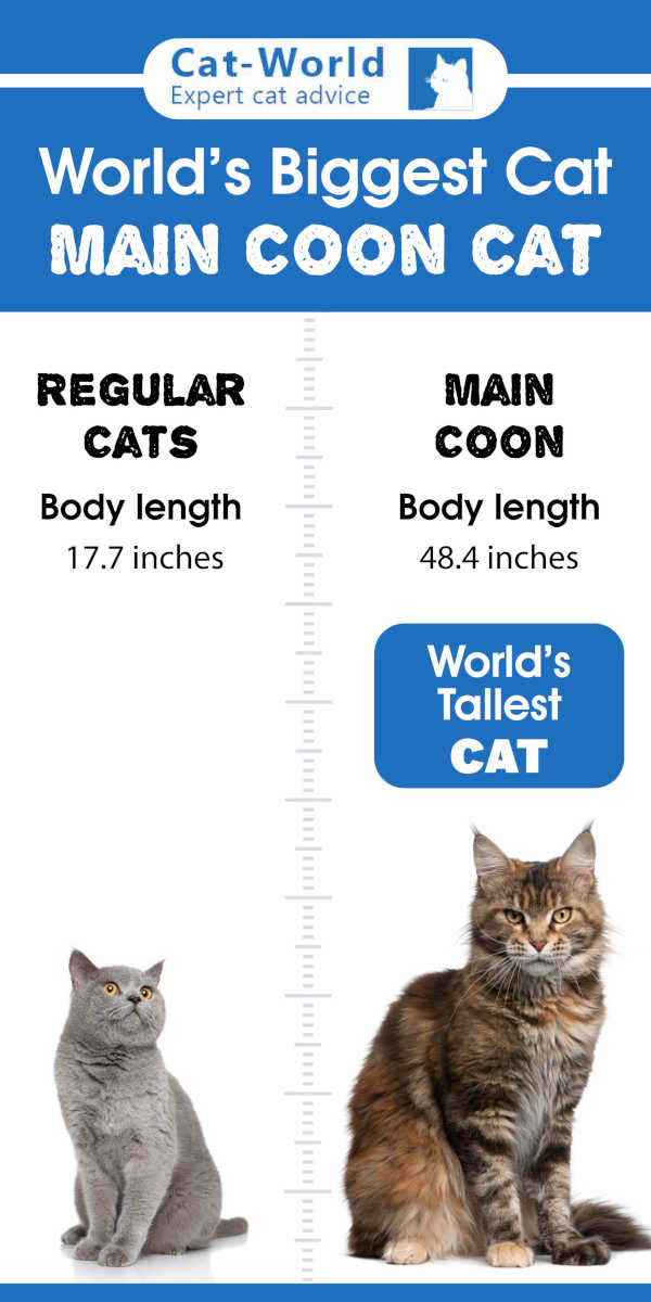 world longest cat main coon size comparison