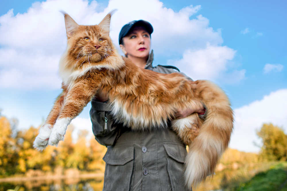 woman carrying a massively large main coon