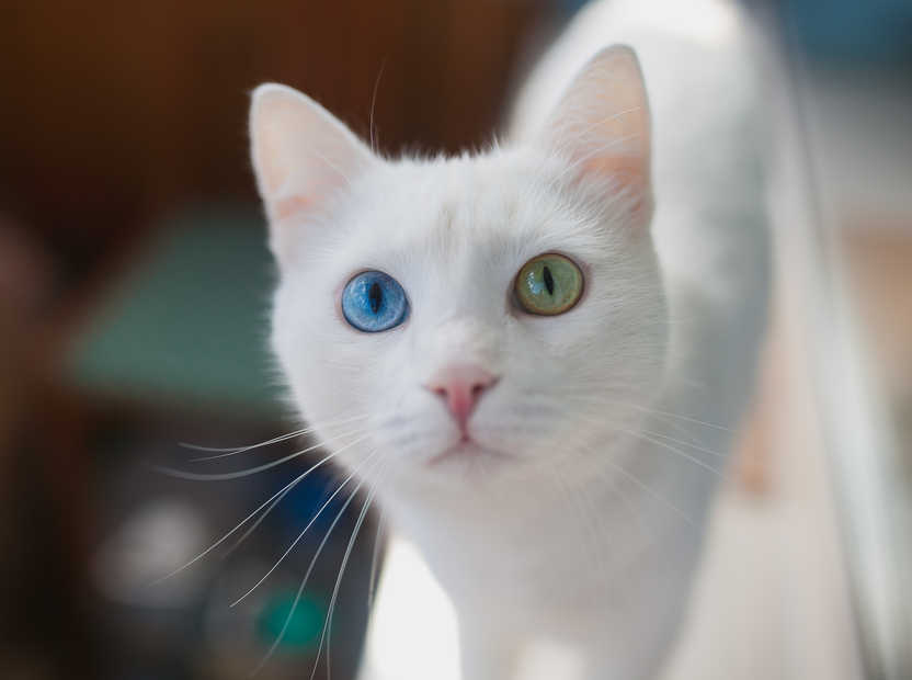 Heterochromia in chimera cats