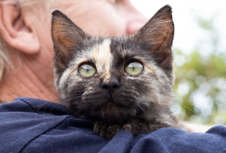 chimera cat on owner's shoulder