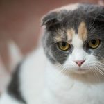 Grey (Dilute) Calico Cats