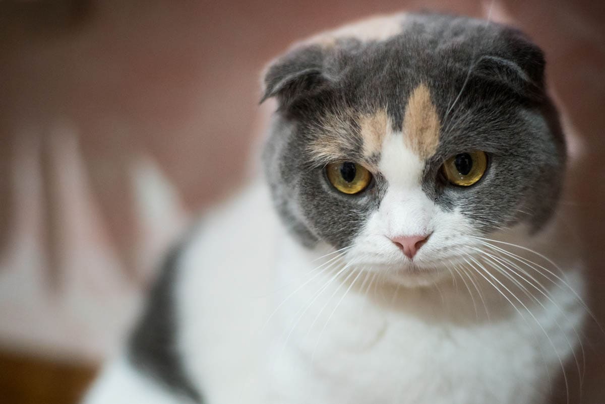 black and gray calico cat