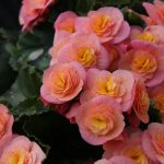 Is Begonia Toxic to Cats?