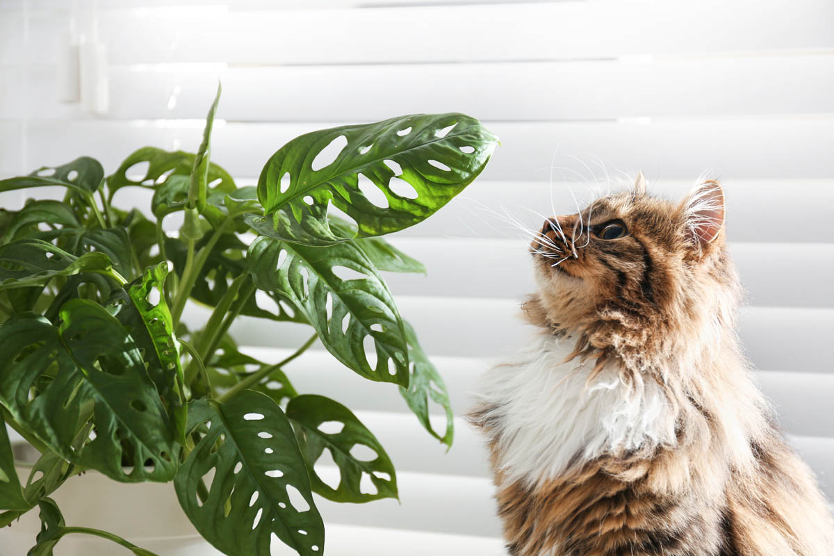 Is monstera adansonii toxic to cats?