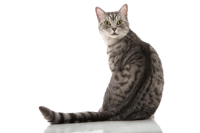 Silver spotted tabby