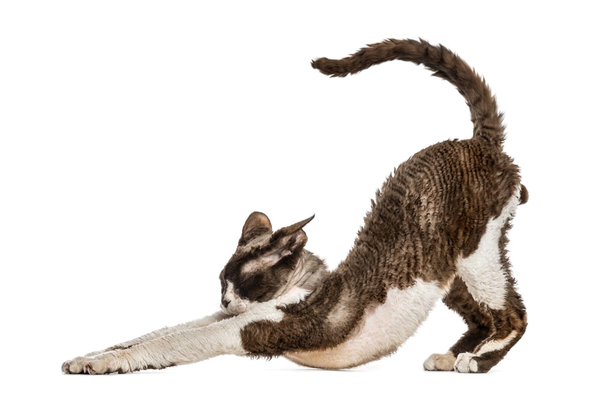 Why are cats so flexible?