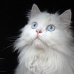Deafness in White Cats